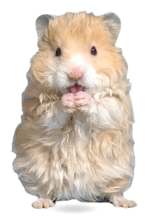 洗脸